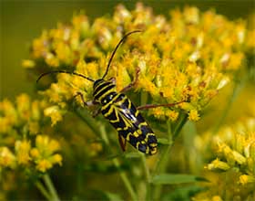 close up of goldenrod flower and locust borer