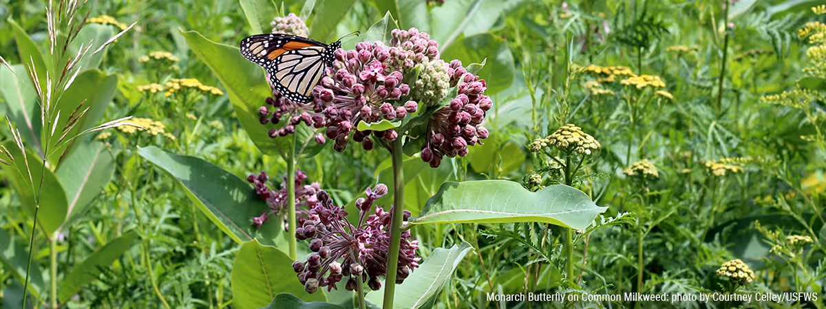 Monarch butterfly on common milkweed