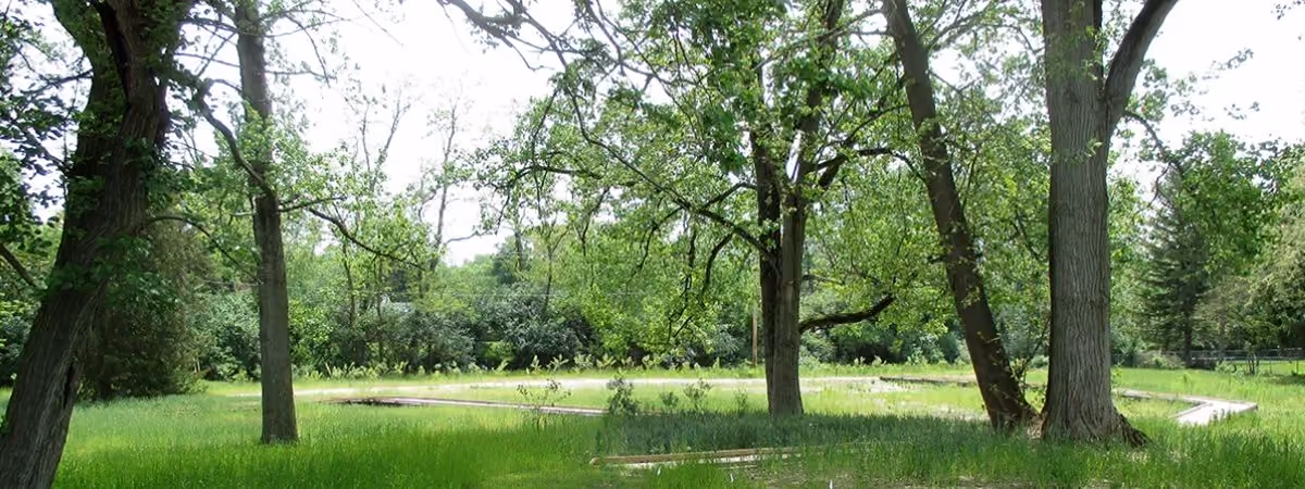 Tall grass under the trees at Donnybrook Park