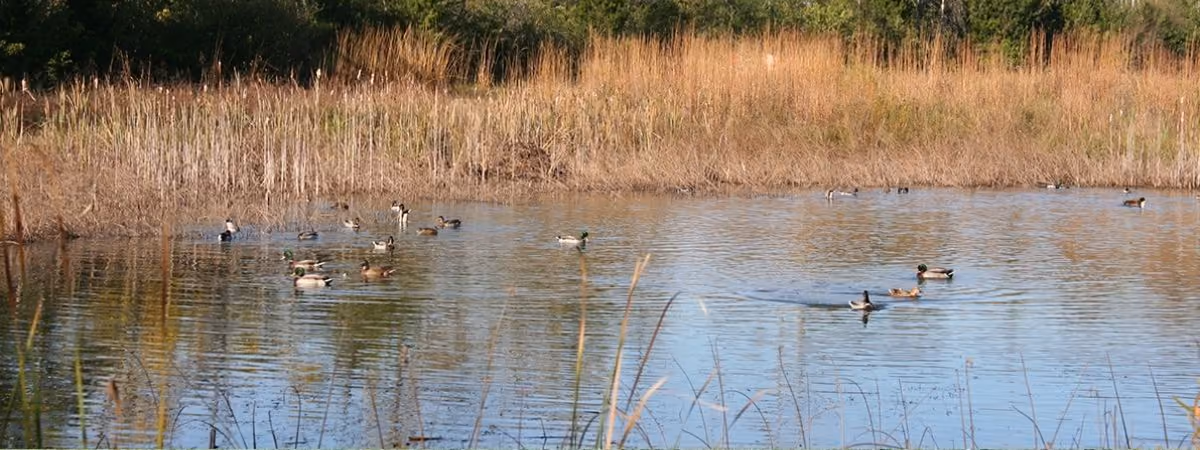 Ducks on the wetland pond at Grant Park in late fall