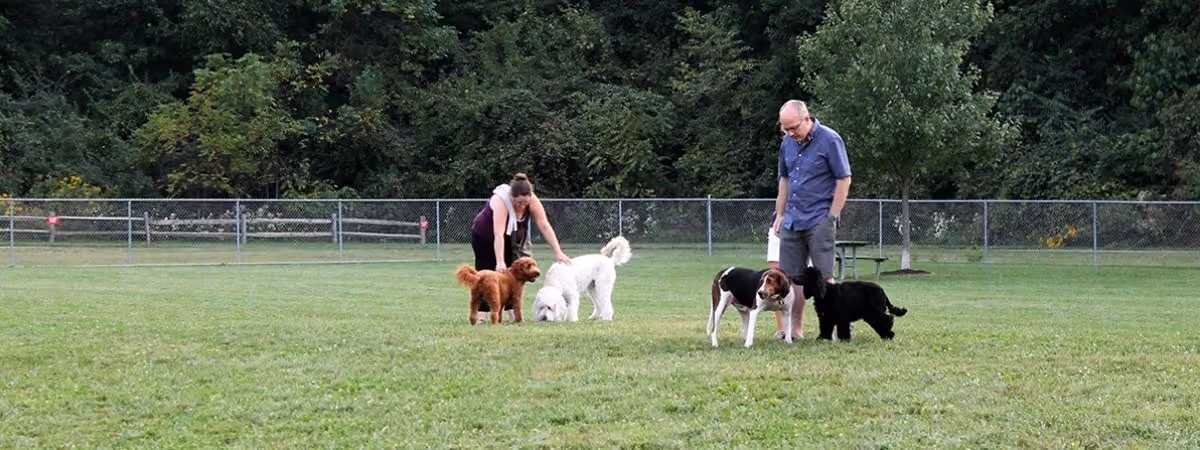 Dogs and their people in the off-leash Dog Park at Oak Grove Park