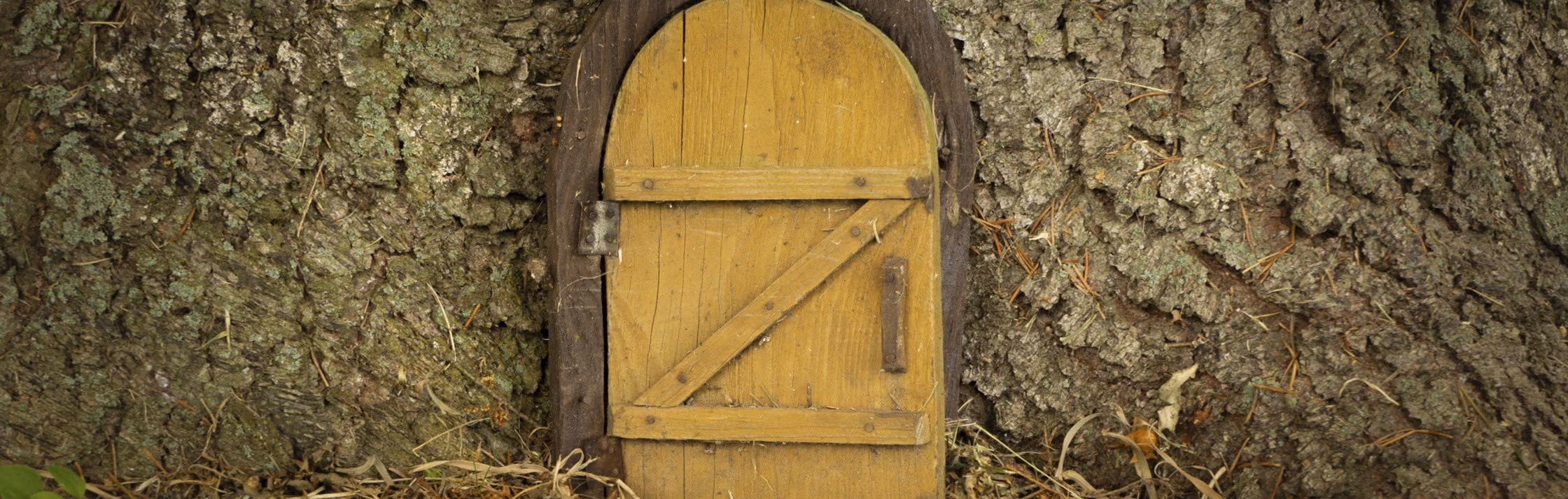 A small arched wooden fairy door set into the trunk of a tree