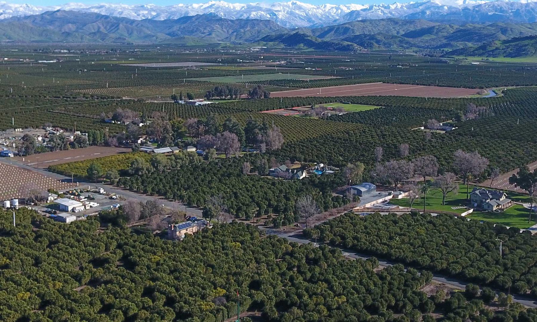 Orange groves in straight rows run to the horizon east of Exeter, with the snow line of the Sierra Nevada behind them.