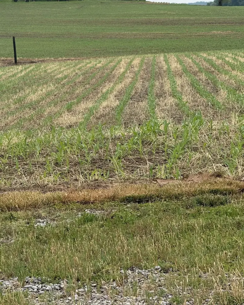 Rows of young corn coming up through cover crop residue, with a red barn at the far edge of the field.