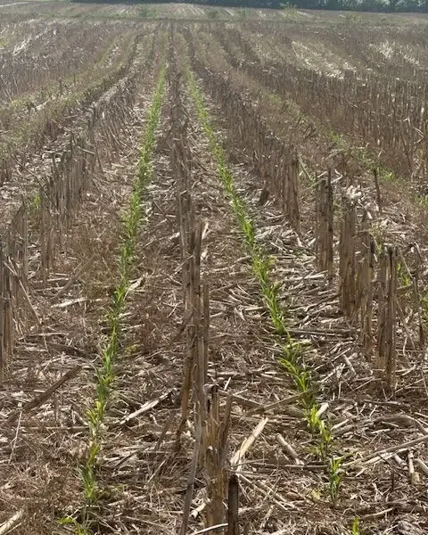 Young corn rows coming up through heavy cornstalk residue.