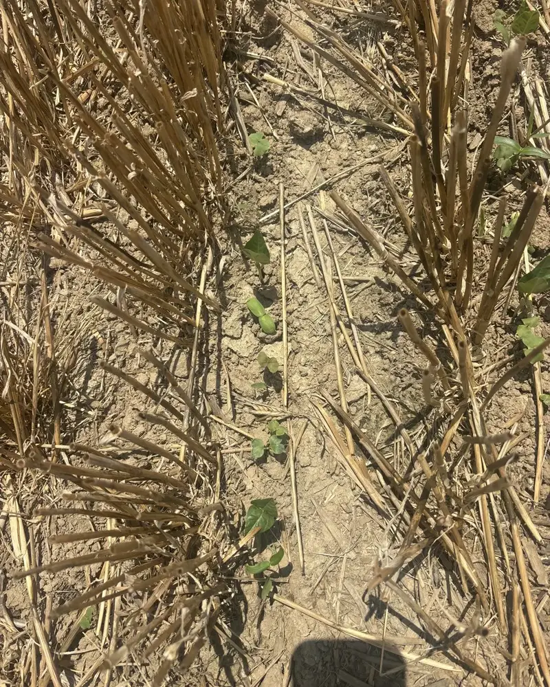 Green cover crop seedlings coming up between rows of wheat stubble.