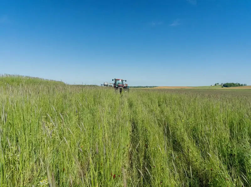 A tractor and planter far off in a wide field of tall green cover crops under a blue sky.