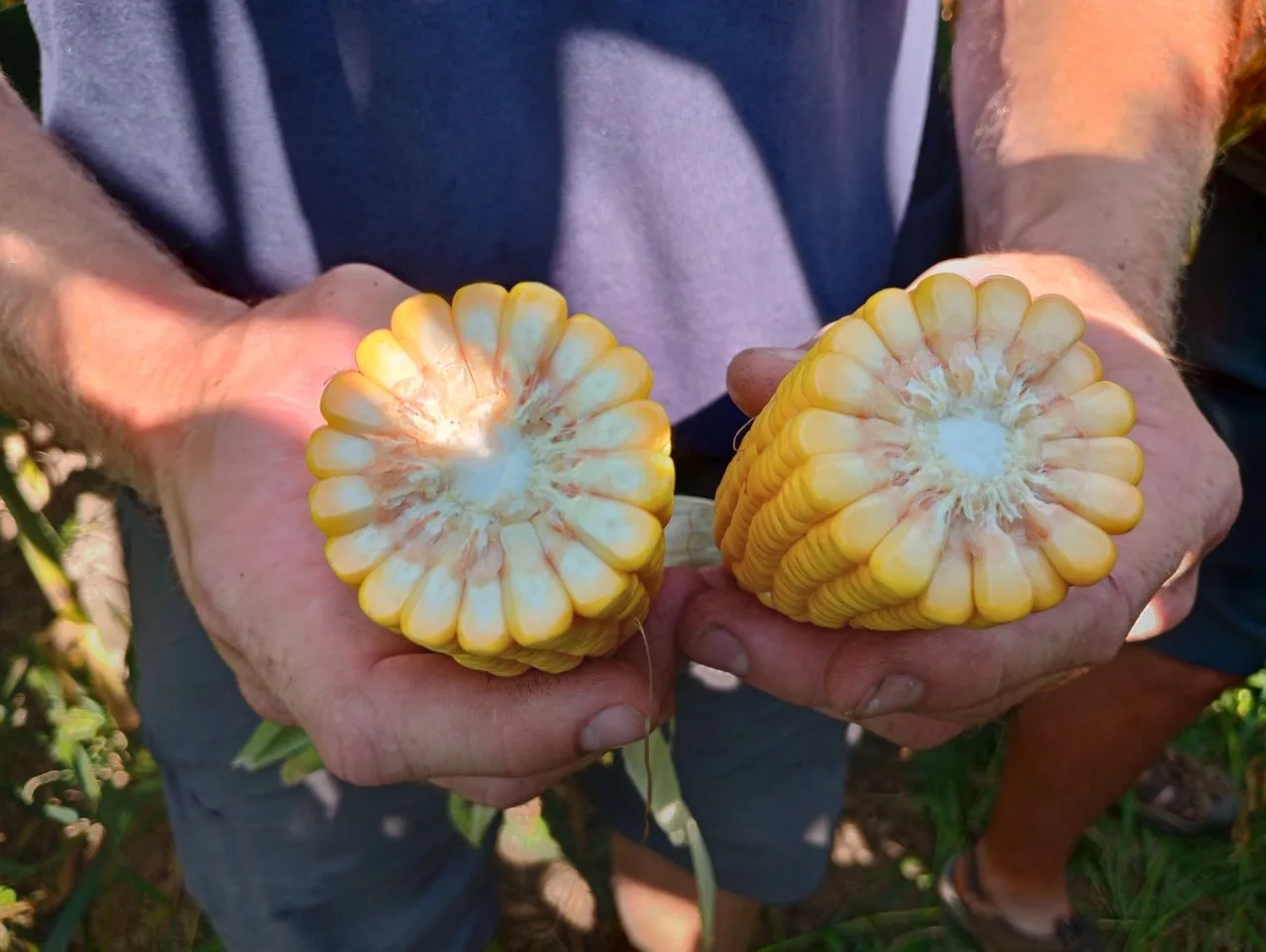 Two hands hold the broken halves of an ear of corn, showing rows of yellow kernels.