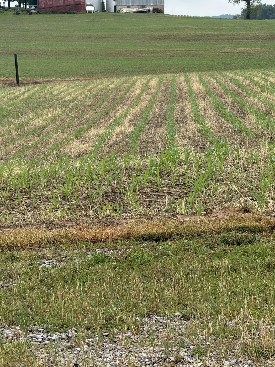 Rows of young corn coming up through cover crop residue, with a red barn at the far edge of the field.