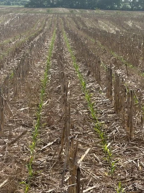 Young corn rows coming up through heavy cornstalk residue.