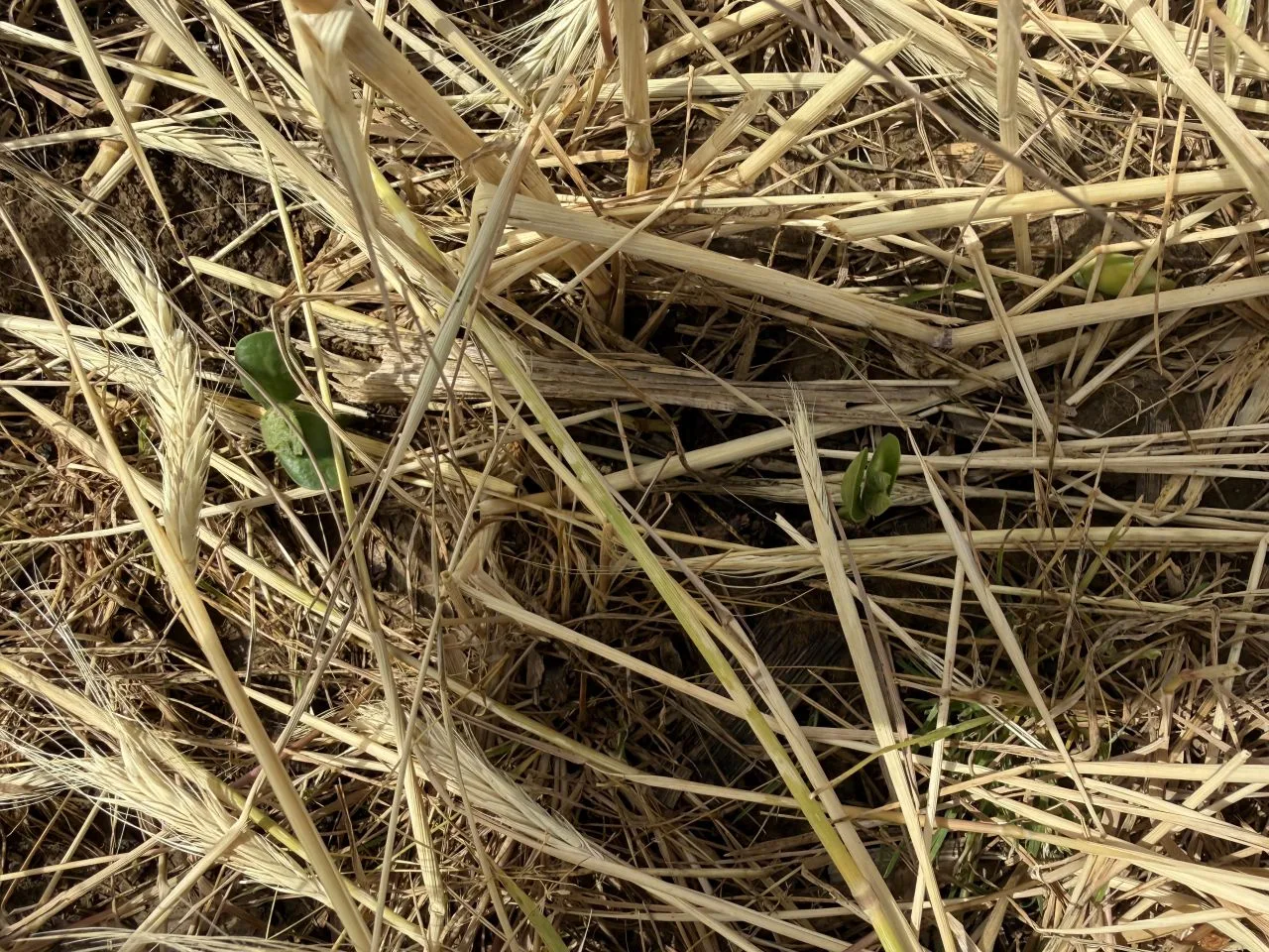 Soybean seedlings coming up through a thick mat of dead cover crop straw.