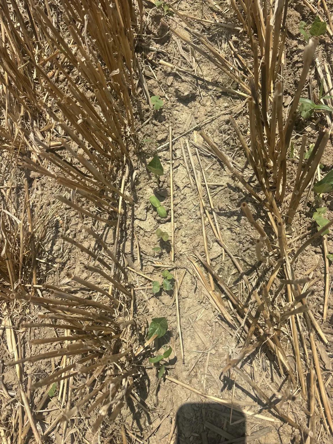 Green cover crop seedlings coming up between rows of wheat stubble.