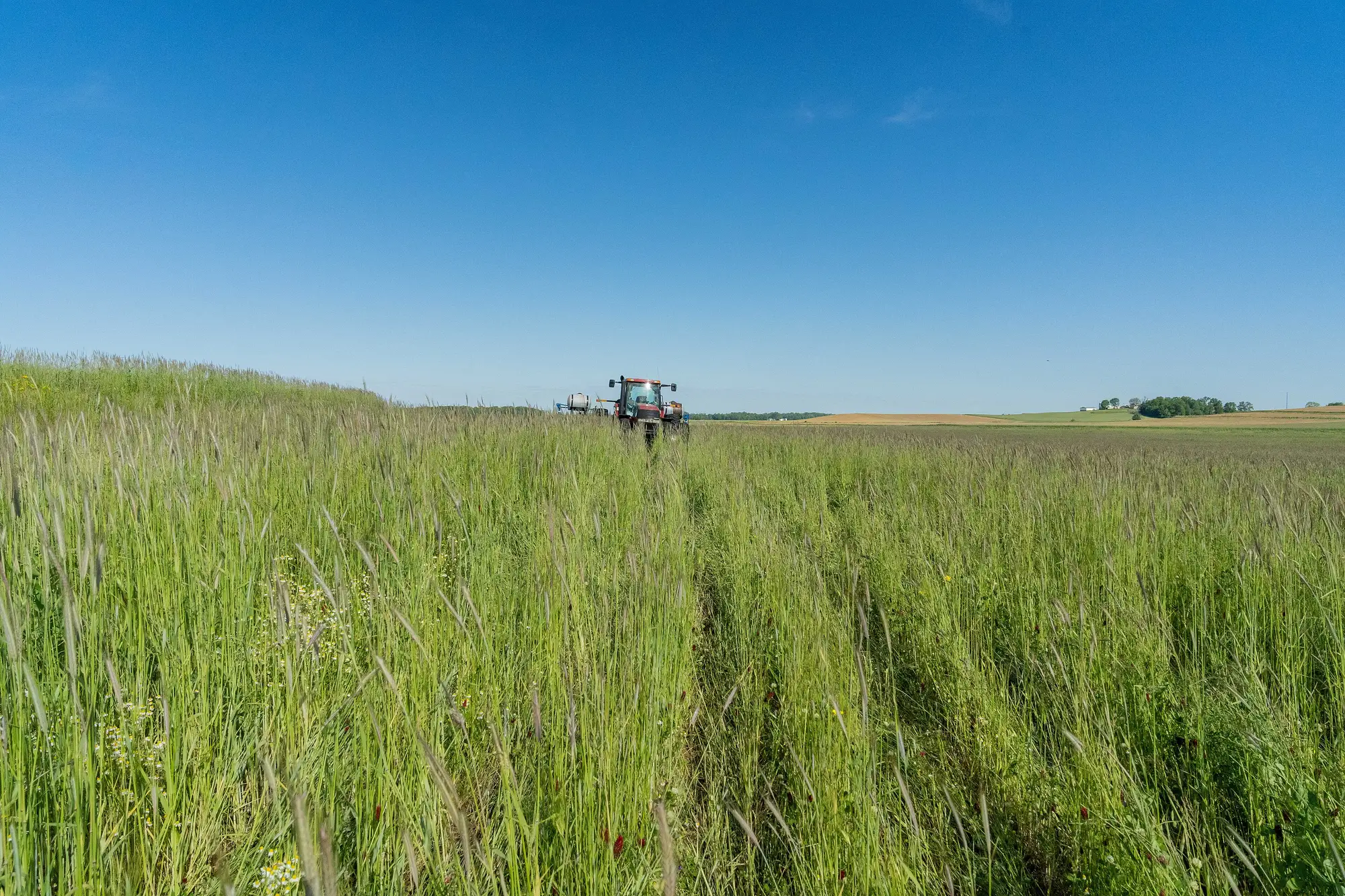 A tractor and planter far off in a wide field of tall green cover crops under a blue sky.