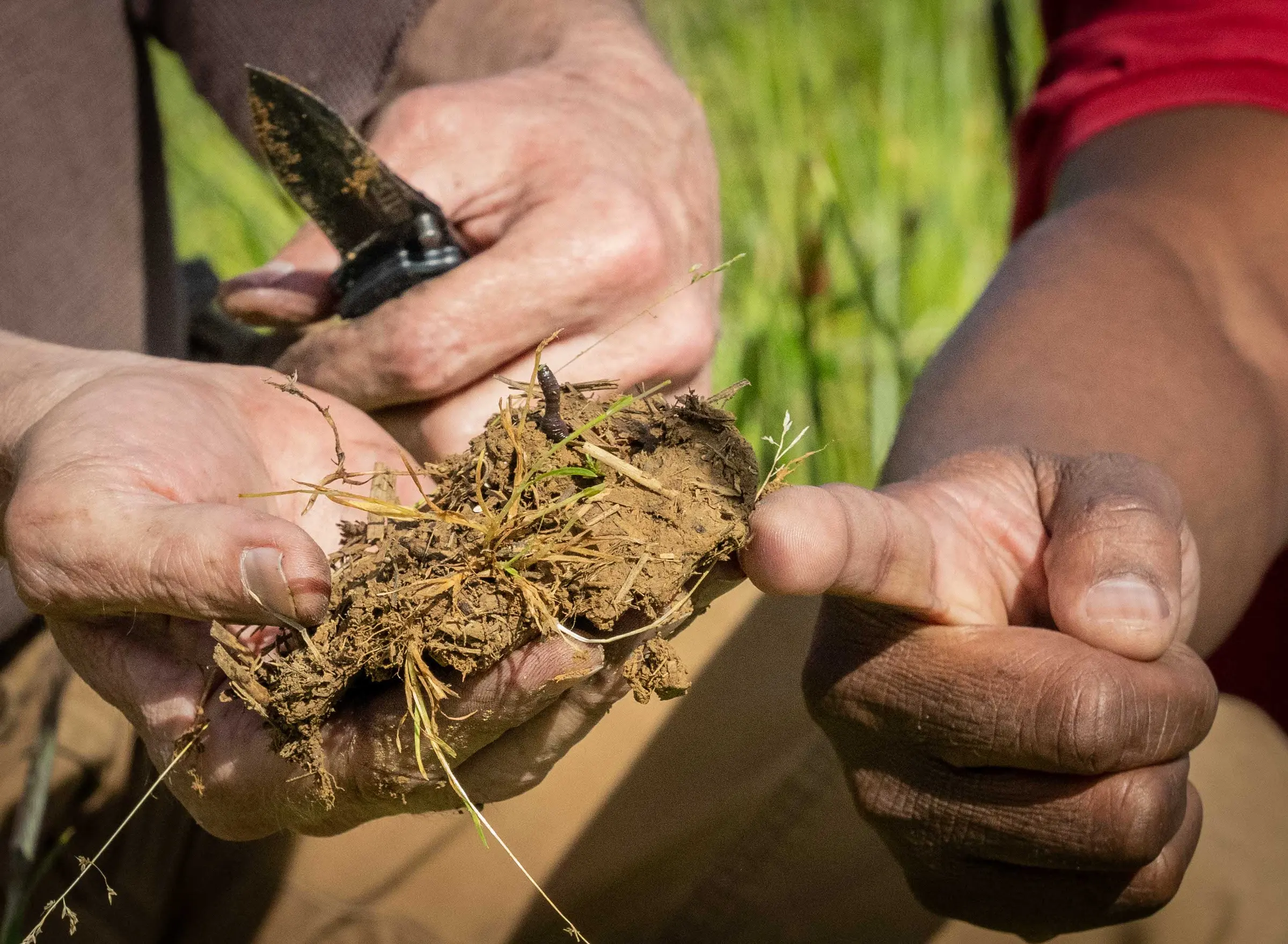 Hands hold a clump of soil and roots cut from a cover crop field with a pocketknife.