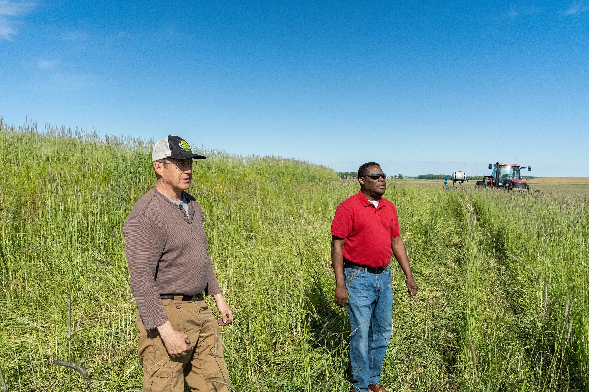 Pat Bittner, in a cap, and Keith Williams, in a red shirt, stand in a field of cover crops above their knees under a clear blue sky.
