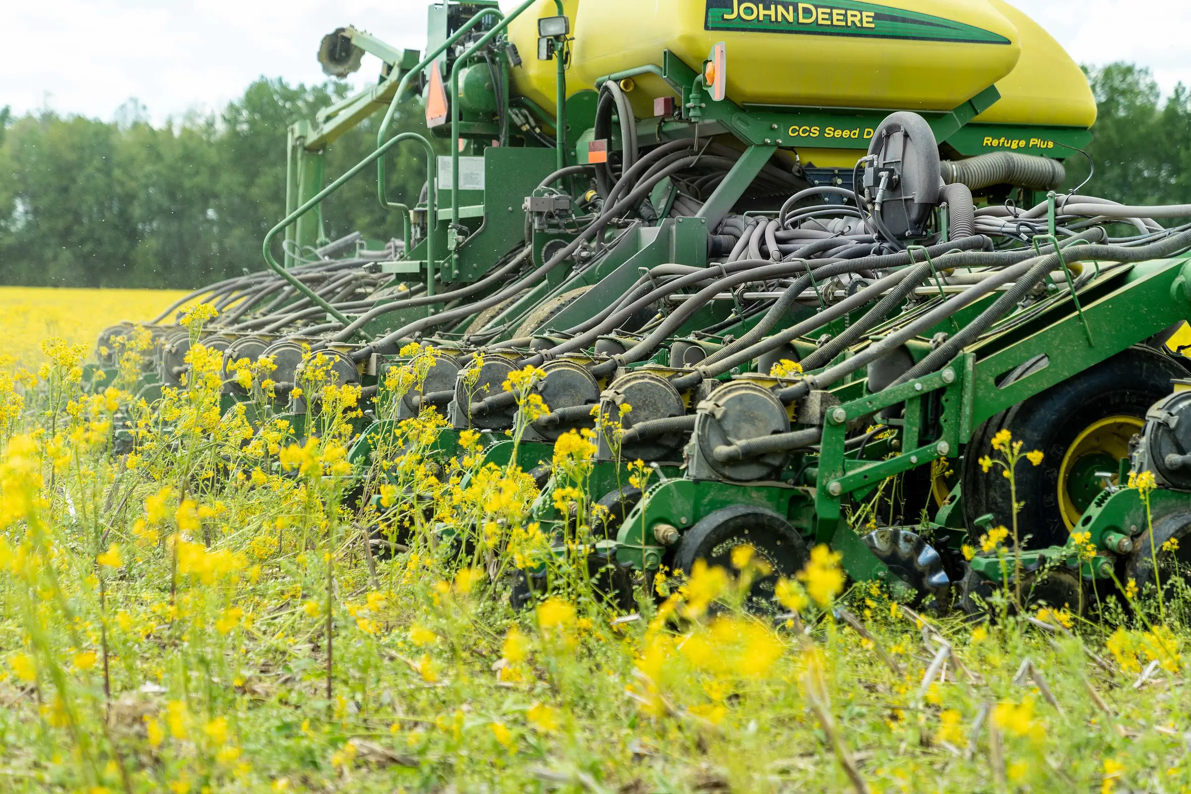 A green no-till planter works through yellow-flowering wild mustard and corn residue.