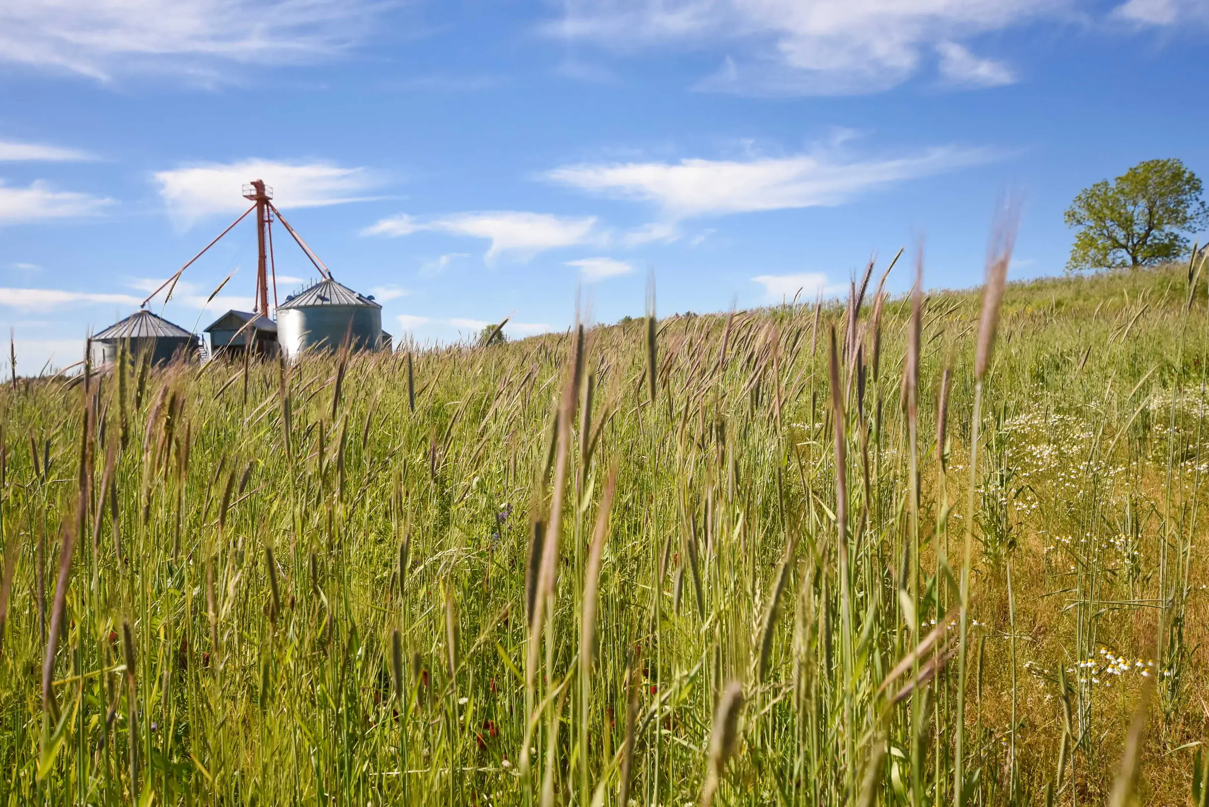 Tall cereal rye and mixed cover crops in a field, with grain bins at the left edge.