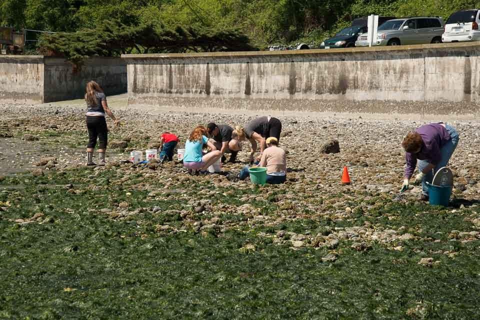 Families digging clams on the flats at Double Bluff Beach below the seawall
