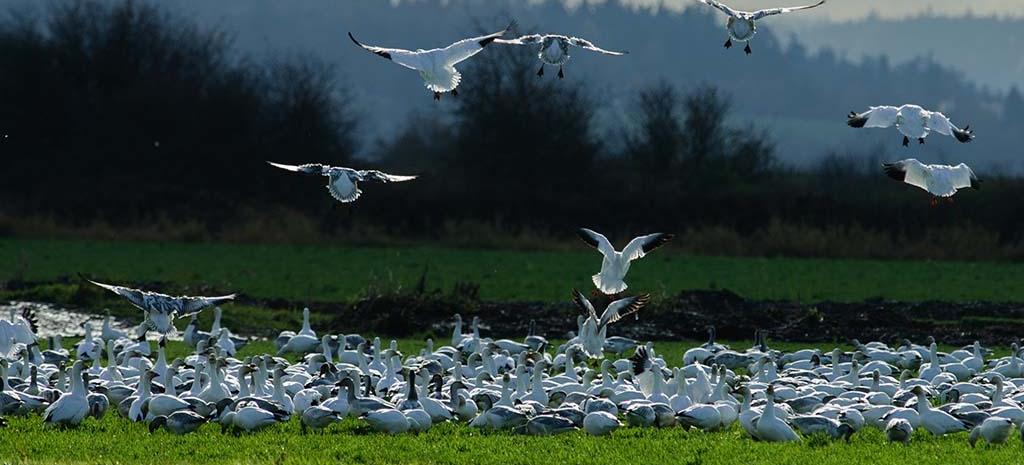 A flock of snow geese landing on winter farmland, more coming in low against the treeline