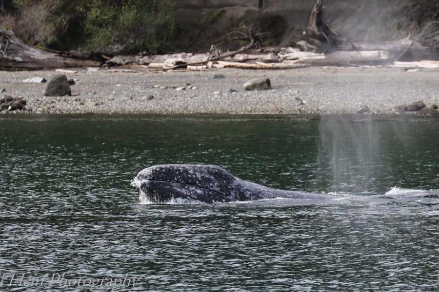 A gray whale surfacing in Saratoga Passage, its back and blowholes clear of the grey water