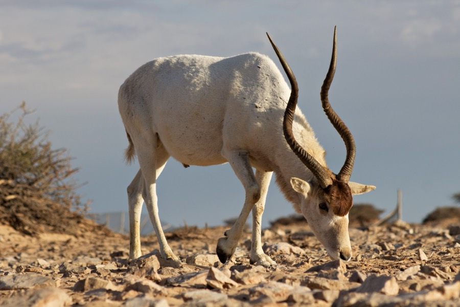 An addax, a critically endangered desert antelope.