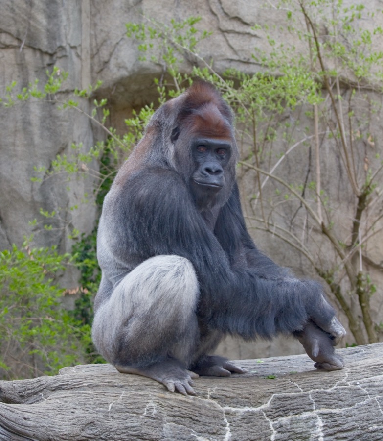 A western lowland gorilla in Gorilla Forest.