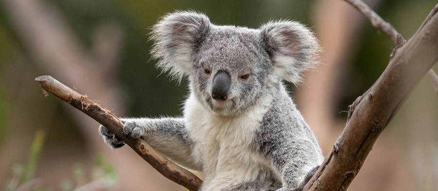 A koala in the Australian Outback.