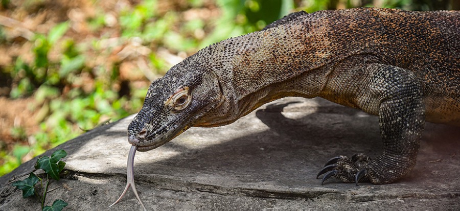 A Komodo dragon, part of the HerpAquarium collection.