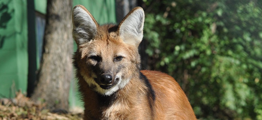 A maned wolf in the South America zone.