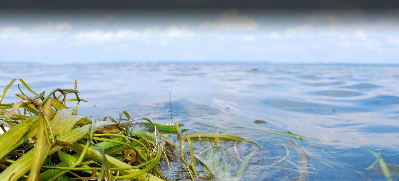 Dense underwater grasses growing toward the surface on the Susquehanna Flats