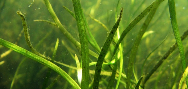 Dense underwater grasses growing toward the surface in clear shallow water