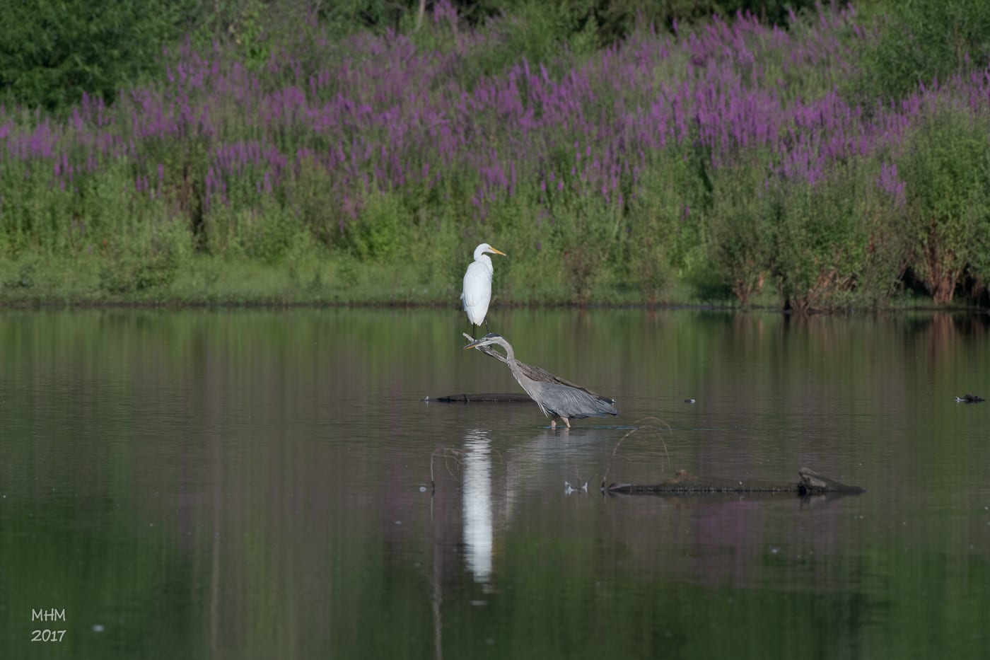 A white egret standing in a green Meriden wetland.