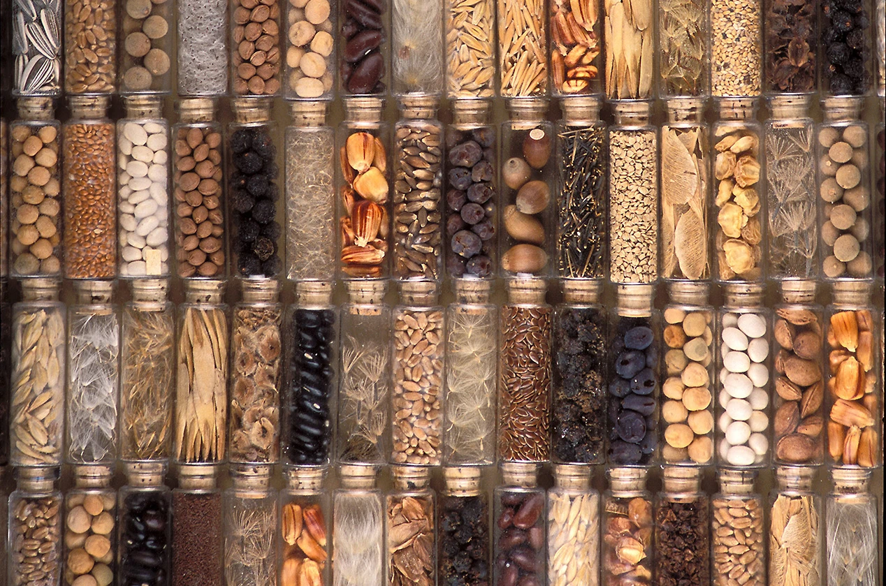 Rows of seed varieties preserved in research storage vials