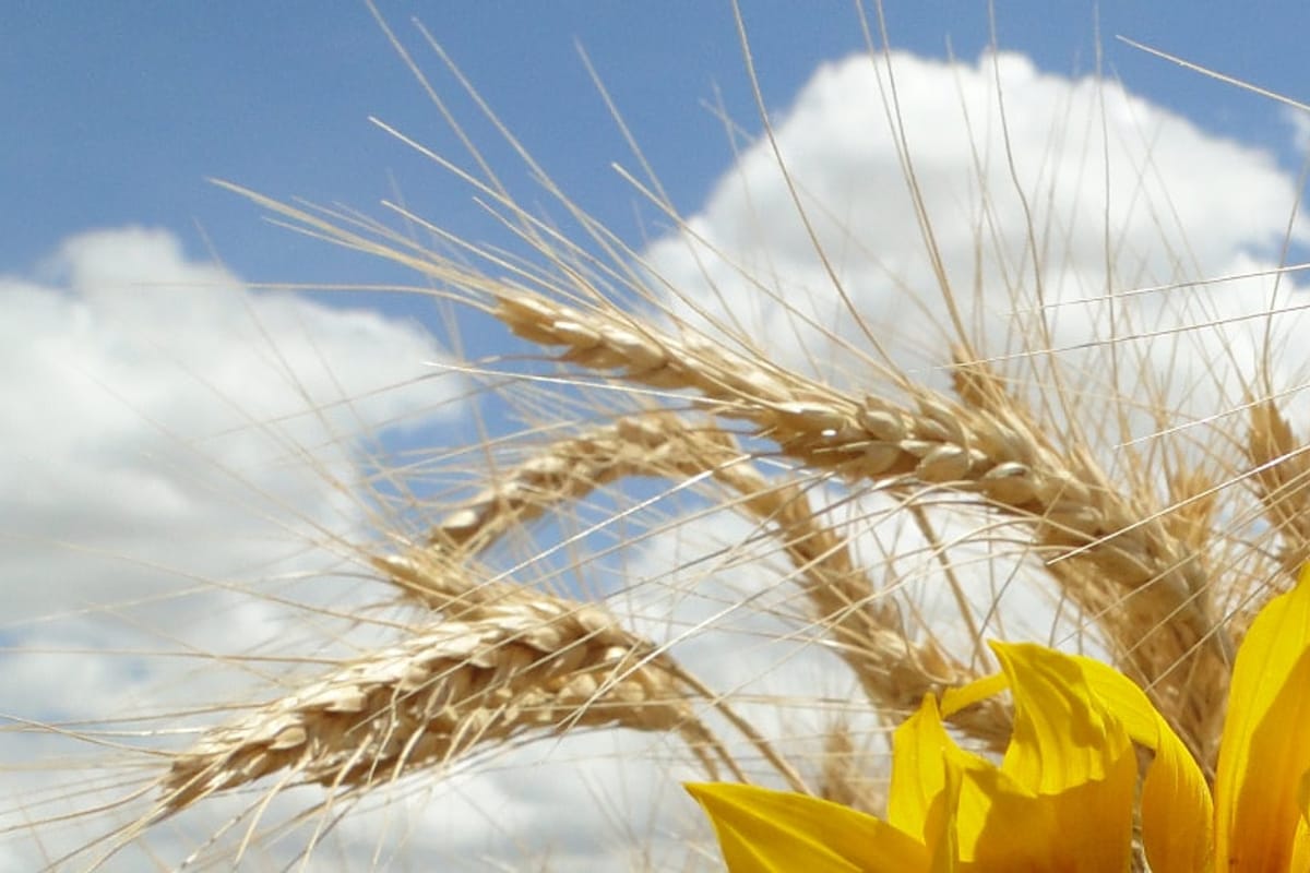 Ripe wheat heads close up, gold against a blue sky