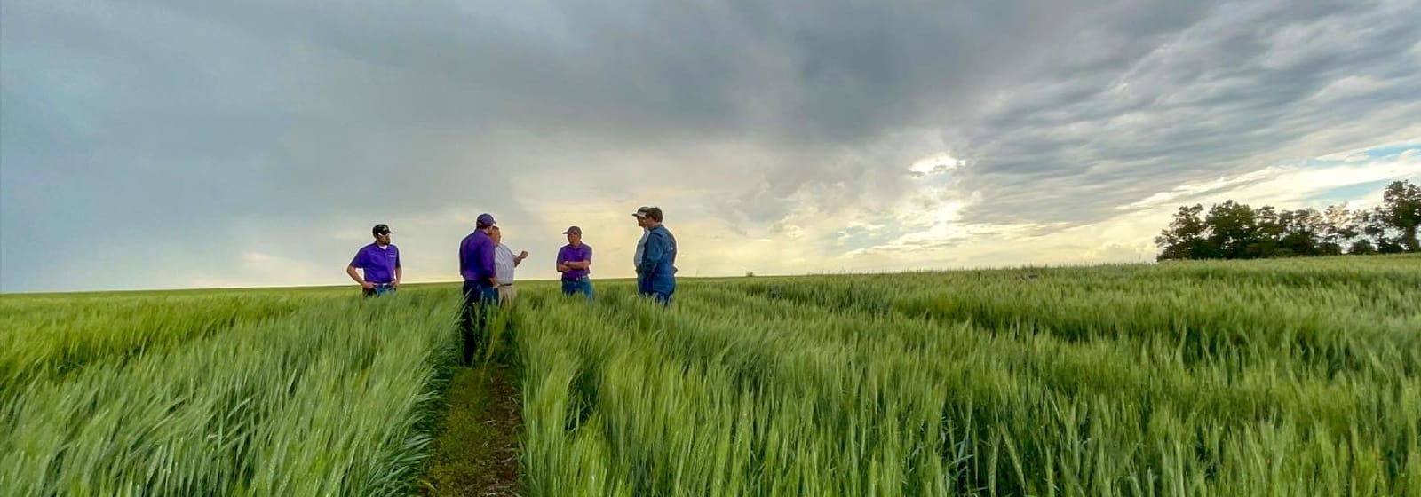 Three extension agents walking a green wheat field under a storm sky