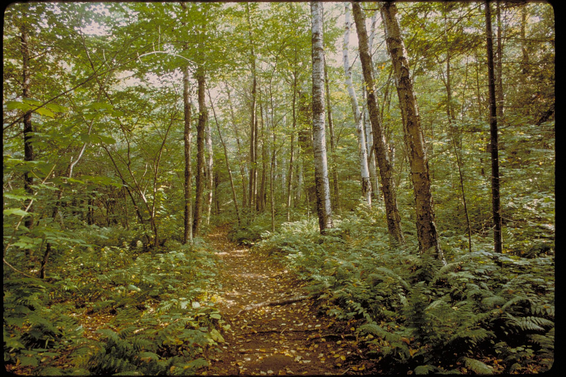 Forest and shoreline landscape at Apostle Islands National Lakeshore in Wisconsin