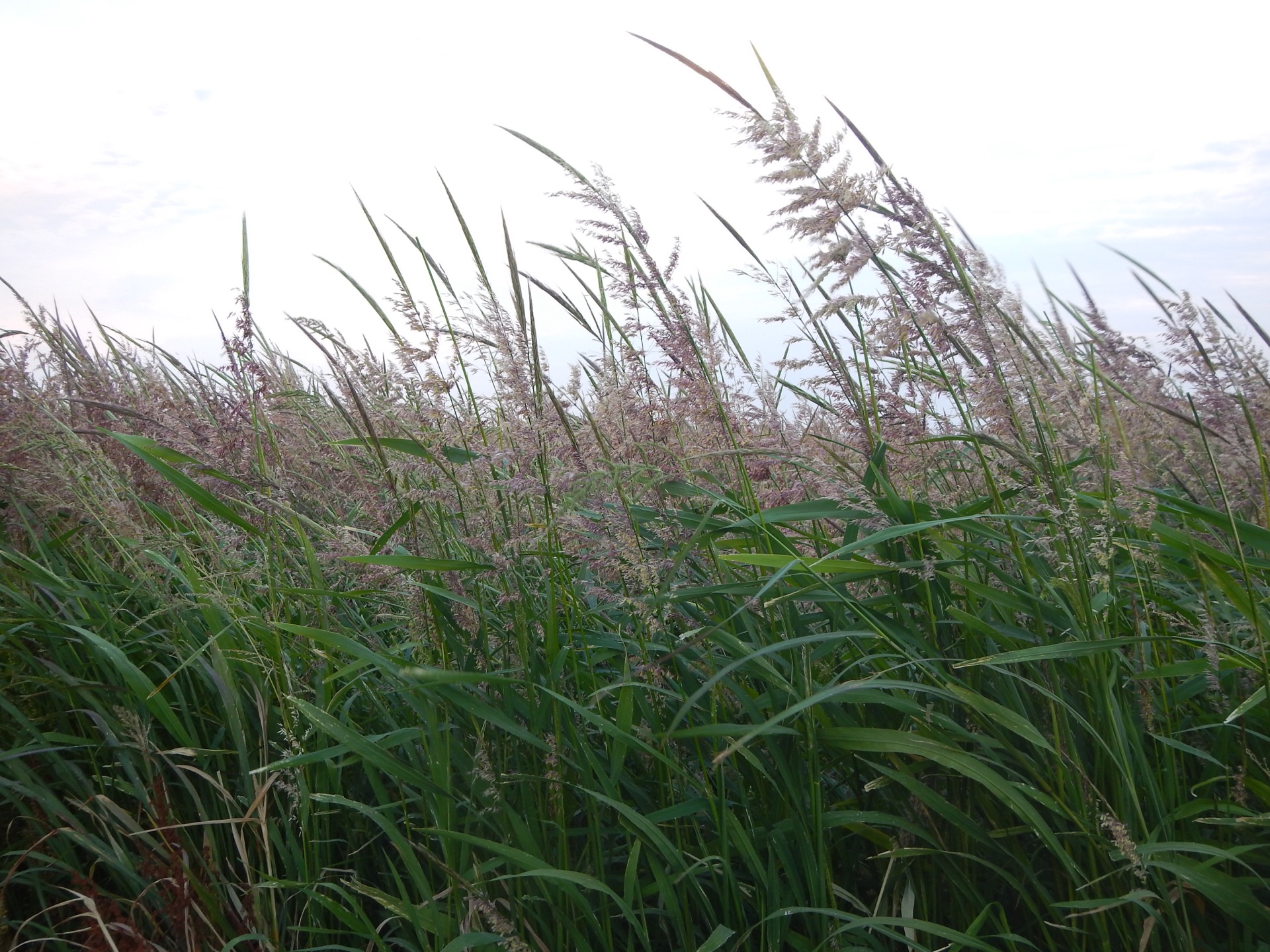 Northern wild rice plants growing in wetland grasses