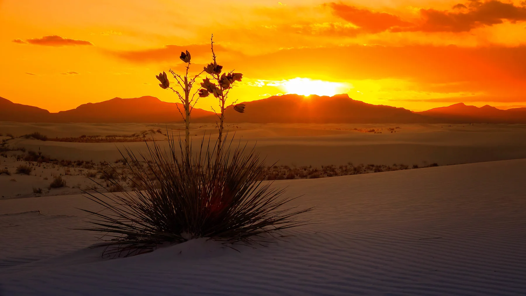 Yucca at sunset at White Sands
