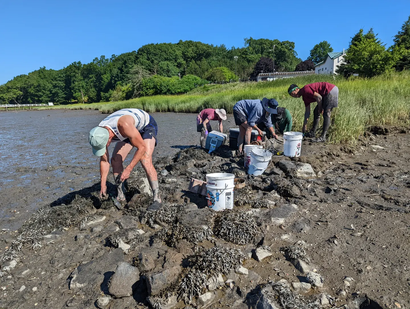 People with buckets dig for shellfish on a rocky mudflat at low tide