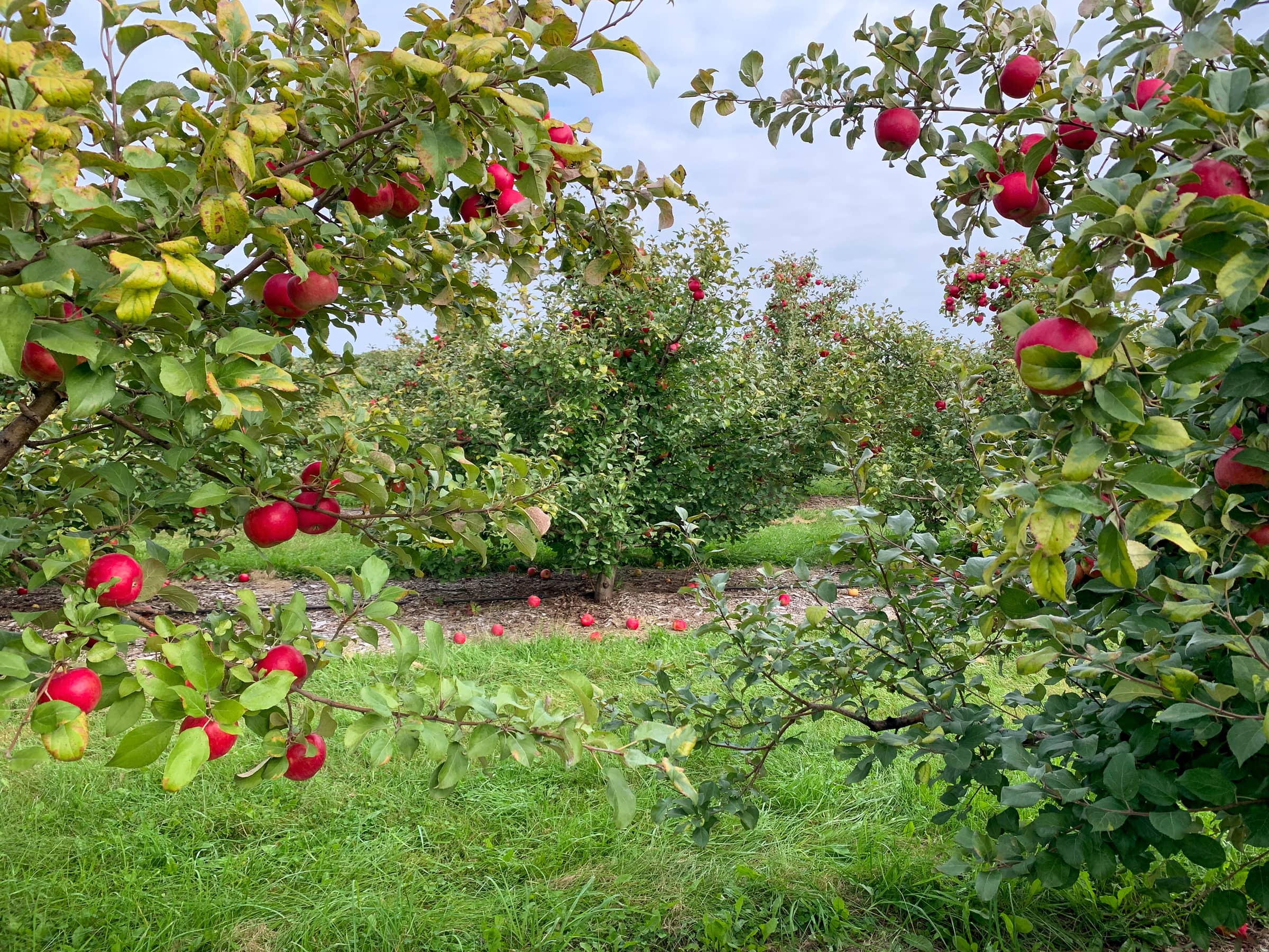 Red apples ripening in a Montezuma Orchard Restoration Project orchard