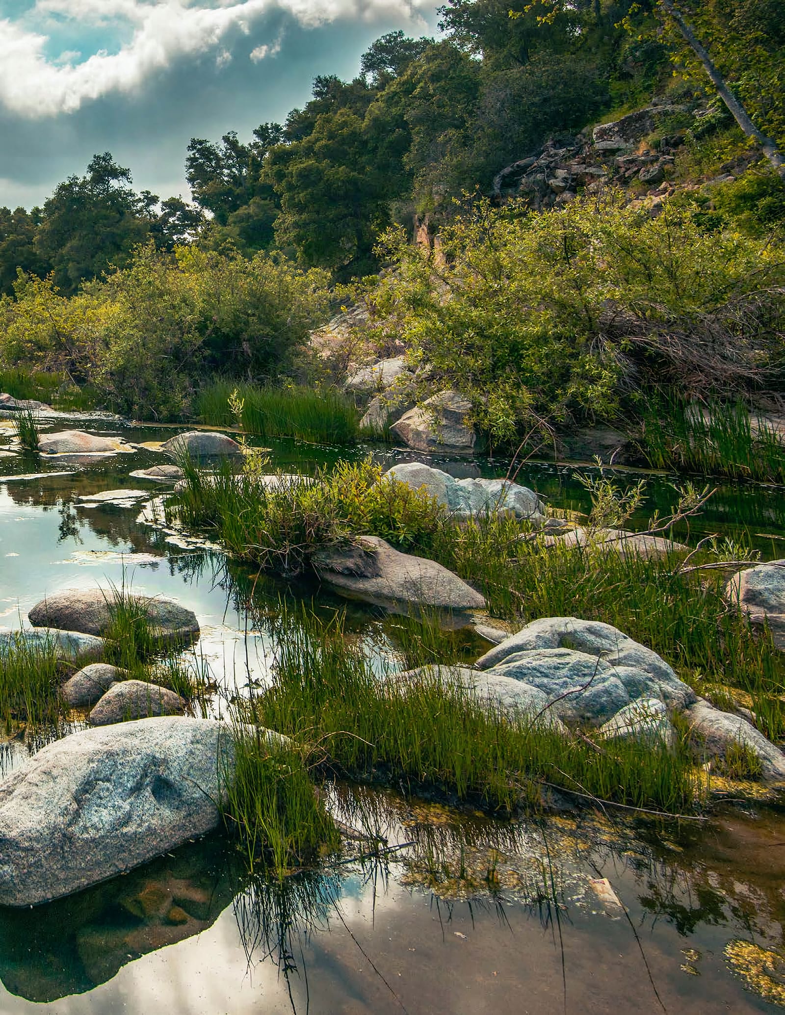 A creek runs between granite boulders and reeds beneath oaks