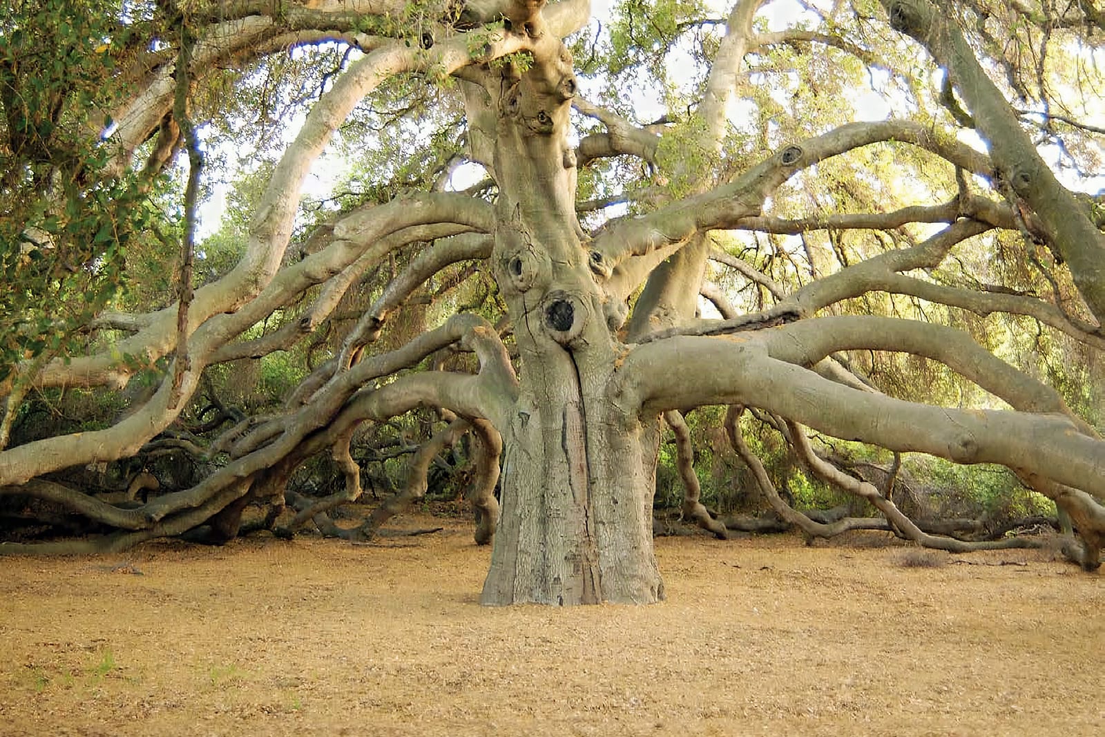 Wi’áaşal, the Great Oak, beneath a broad green canopy