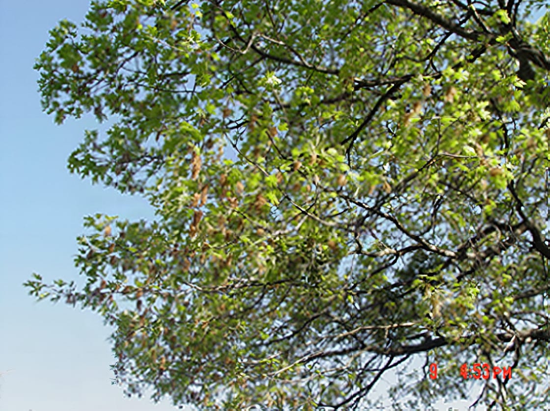 Black oak, whose acorns were the staple of the traditional diet