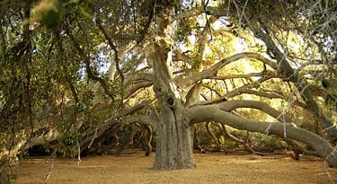 Wi’áaşal, the Great Oak