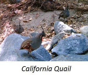 A California quail
