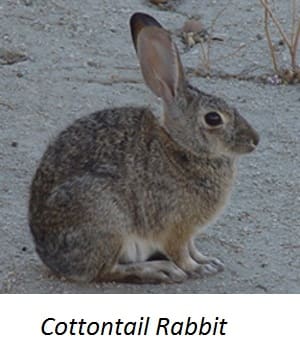 Animals