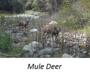 Animals