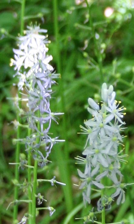 A lavender wildflower spike in spring grass