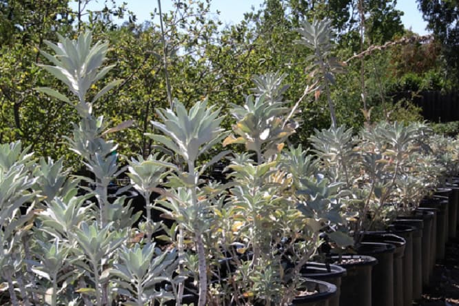 Rows of white sage growing in nursery pots