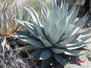 Agave